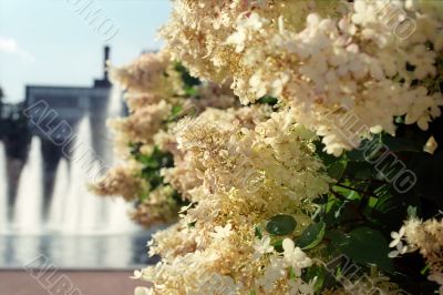 Flowered bush in the town