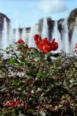 Red rose bush