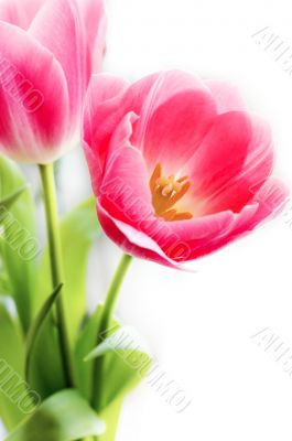 Bunch of pink tulips