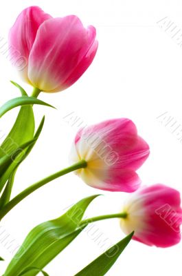 Pink tulips