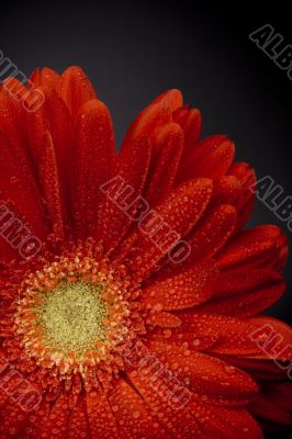red gerbera