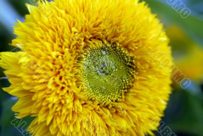 beautiful yellow decorative Sunflower petals closeup