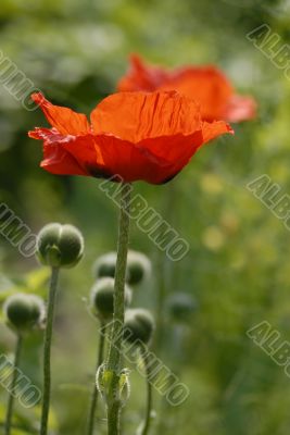 red poppies on green field