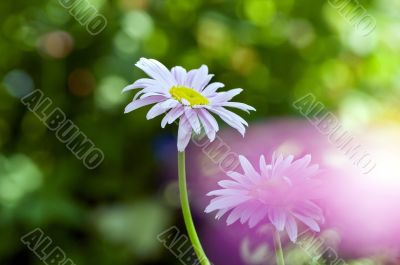 Daisy flower on green meadow (selective DOF)