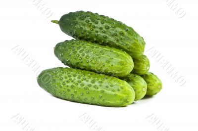 green cucumber vegetable fruits  isolated on white background