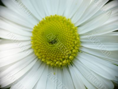 beatiful daisy macro