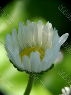 beatiful daisy macro