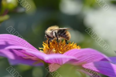 close-up bumblebee on flower collects nectar