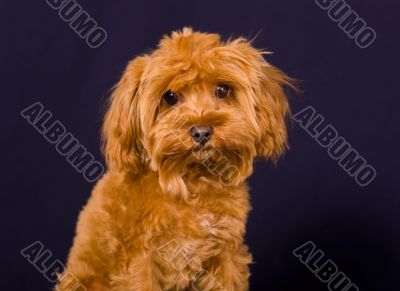 Portrait of a puppy