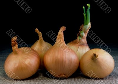 Onion