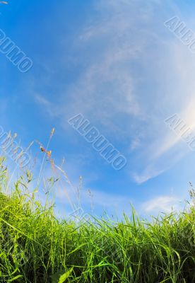 High Grass