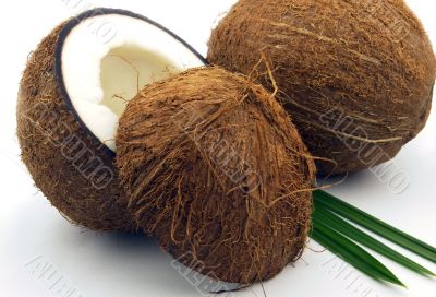 Coconut  with leaves