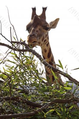 Giraffe at the meal