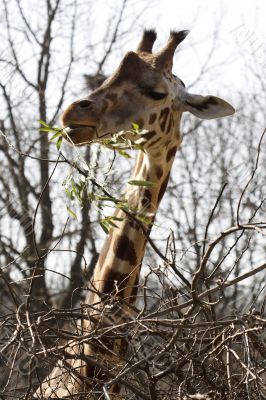 Giraffe at the meal