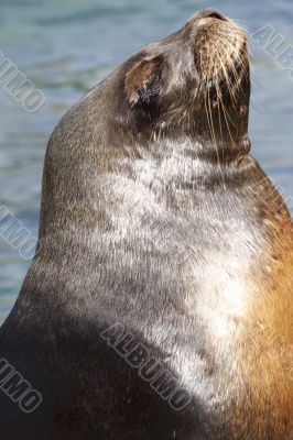 Sea lion when sunbathing