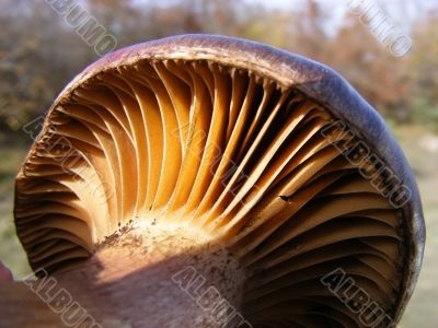 Mushroom
