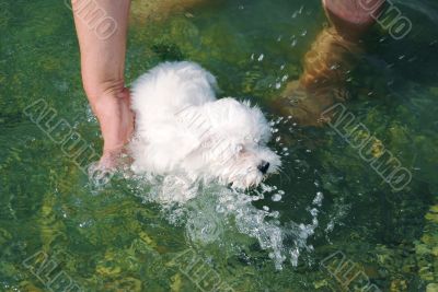 Little dog swimming