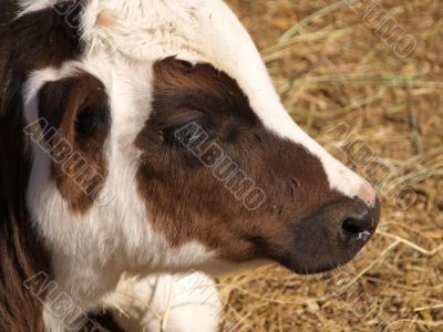 Brown and White Cow