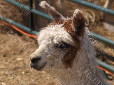 White and Brown Alpaca