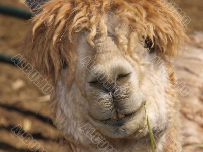 Tan Alpaca