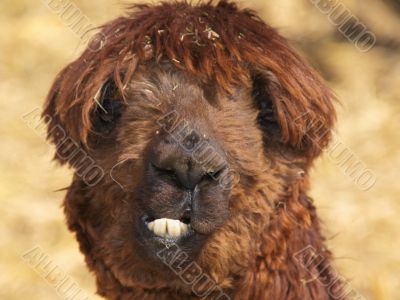 Brown Alpaca