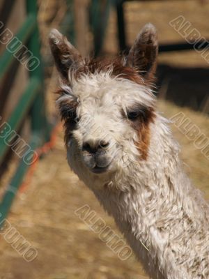 Alpaca