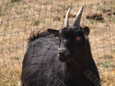 Black Goat