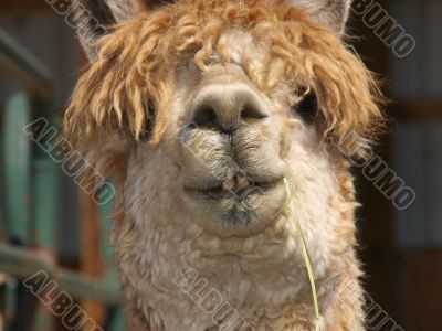 Alpaca