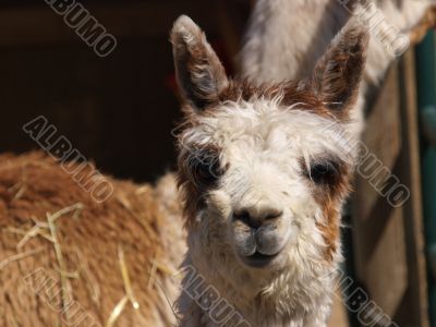 Alpaca