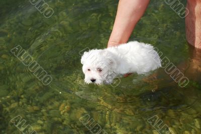 Little dog swimming