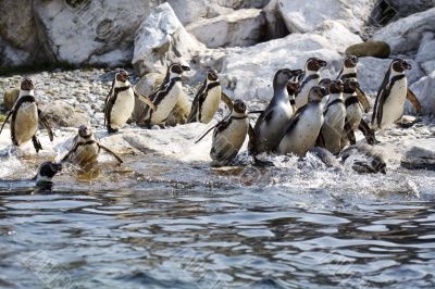Group of penguins