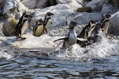 Group of penguins