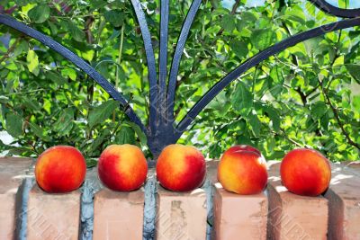 Peaches on brick fence