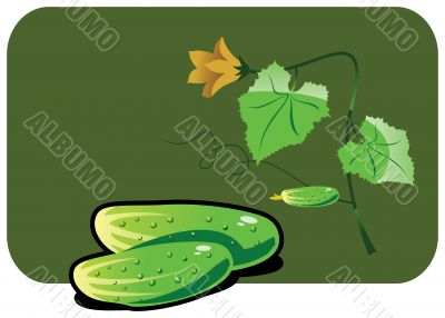 cucumber
