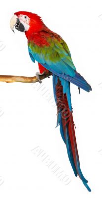 parrot