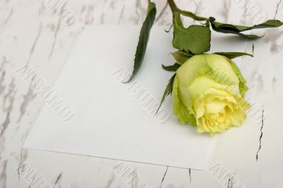 Rose on a blank leaf paper