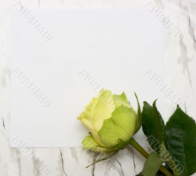 Rose on a blank leaf paper