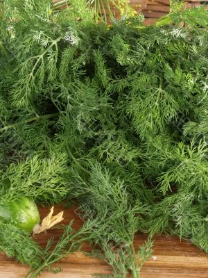 stems of dill