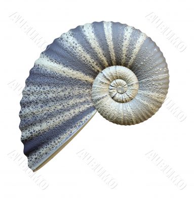 sea shell