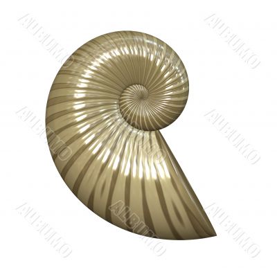 sea shell