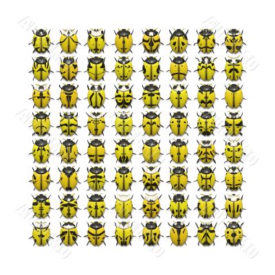 64 yellow bugs