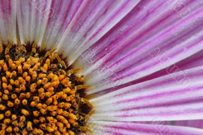 pink daisy flower