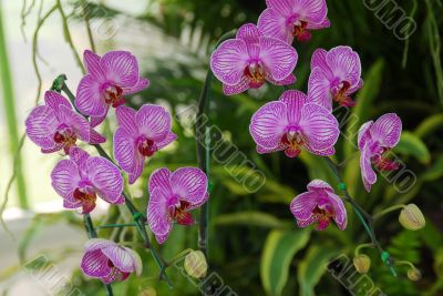 Pink Moth Orchid flower