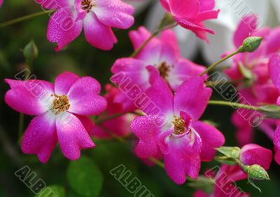 Pink Rose Flowers bunch