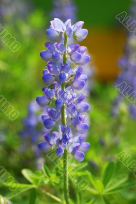 Blue Lupin Flower