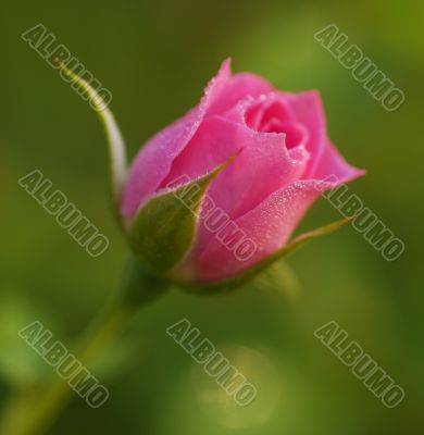 Rose Flower bud