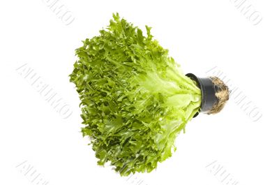 lettuce plant in a pot isolated on white