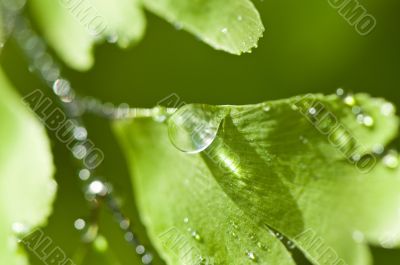 Green leaf with water drops on it (shallow DoF)