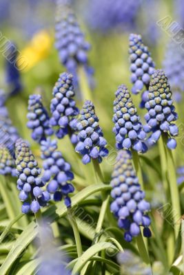 Blue common grape hyacinth in the sun in spring