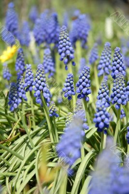  closeup of Grape Hyacinth, armeniacum muscari